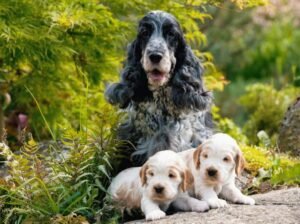 These 7 signs indicate that your dog is entering old age