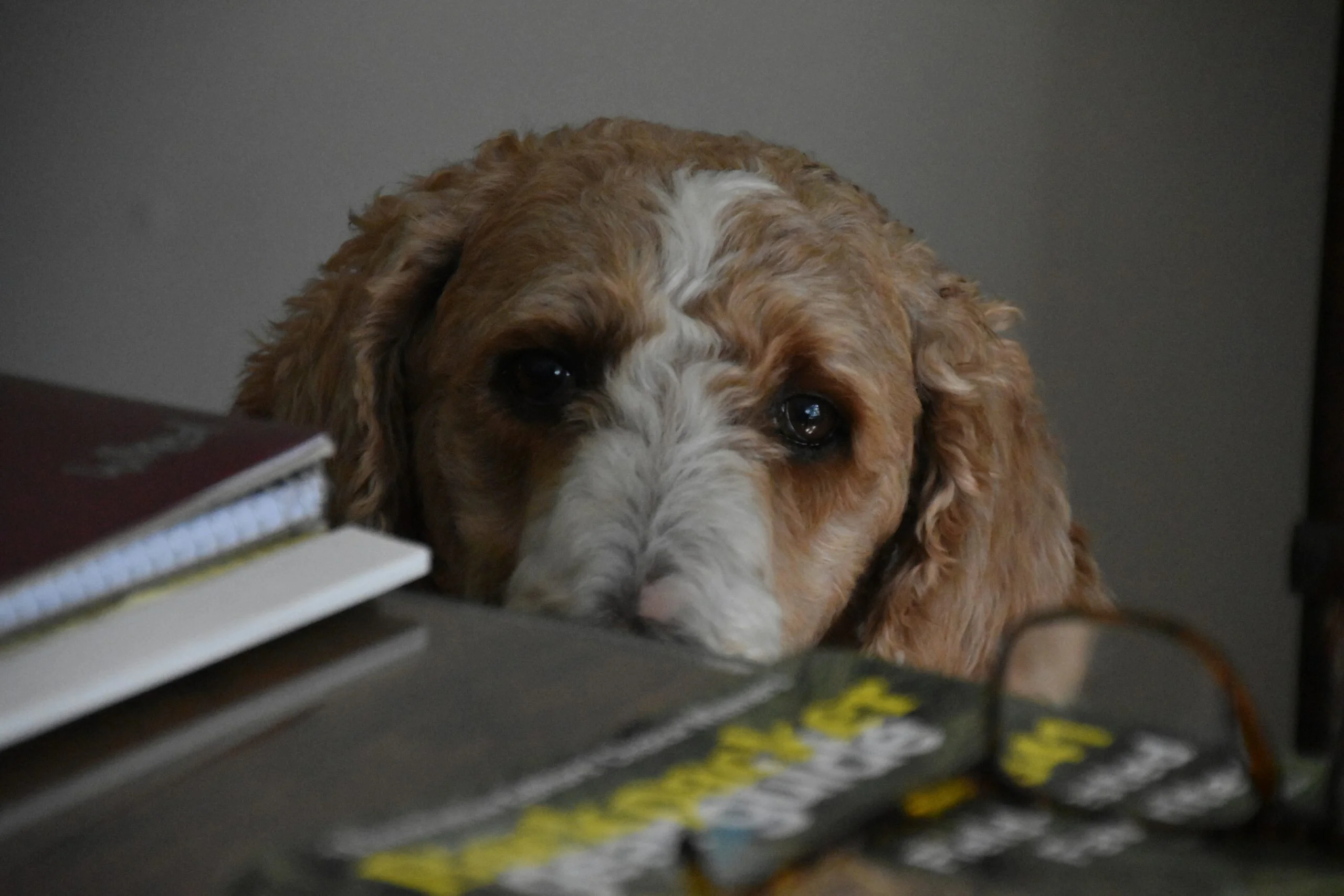 a dog looking at a toy