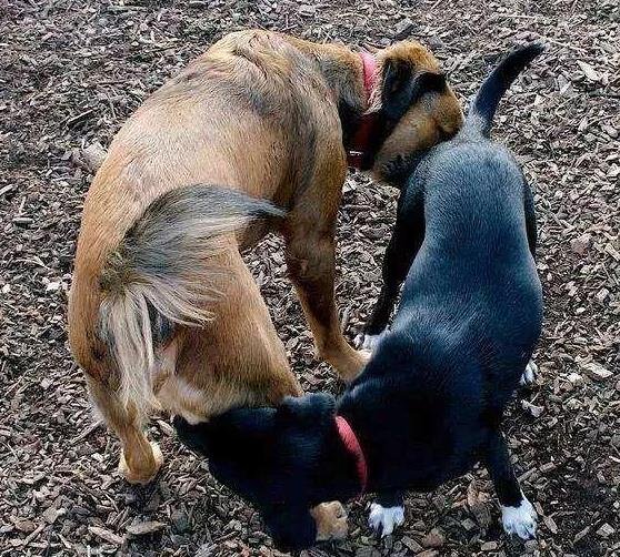 Why Is Your Dog Always Sniffing There?