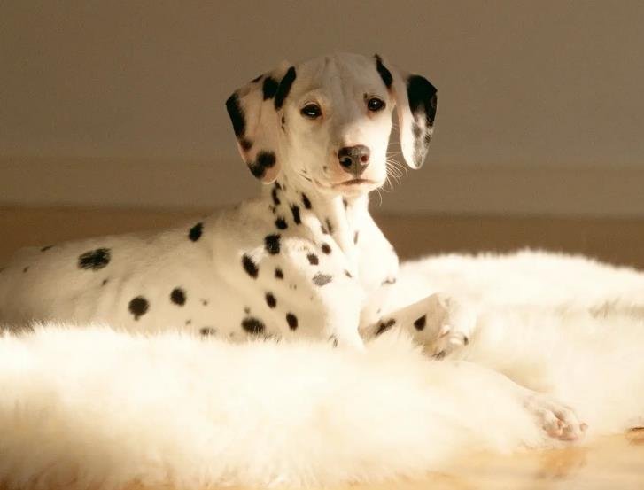 Essential Tips for First-Time Dog Owners: From Puppy to Adult