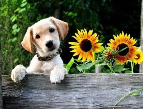 Traveling with Pet Dogs: A Growing Trend