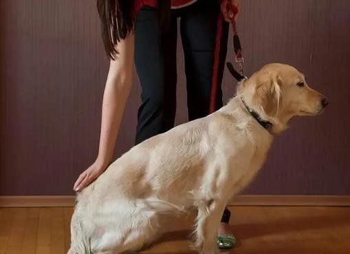 Pet Dogs Basic Obedience Training: Mastering Commands Like Sit, Stay, Come, and Heel