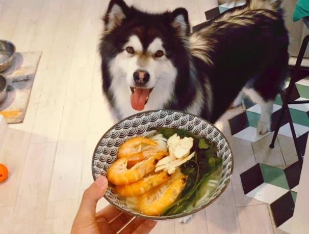 Understanding Your Pet Dog’s Dietary Requirements: Tailoring Nutrition Based on Age, Size, and Health Conditions
