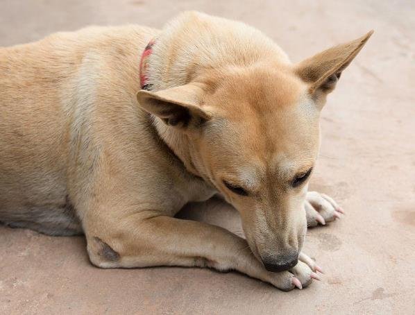 Why Is My Dog Chewing Paws? Understanding the Behavior and Remedies