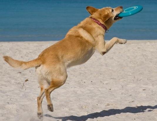 Method Steps to Train Your Dog to Catch a Frisbee