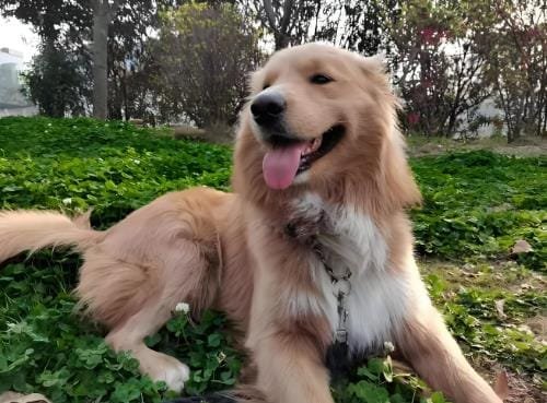 What to Do If You’ve Been Bitten by a Dog