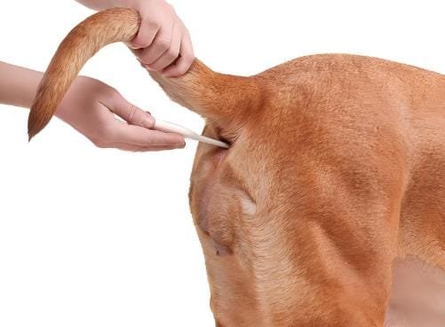 How to Check Your Dog's Body Temperature