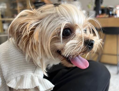 How to Choose the Right Pet Sitting Insurance: Ensuring Coverage for Every Scenario