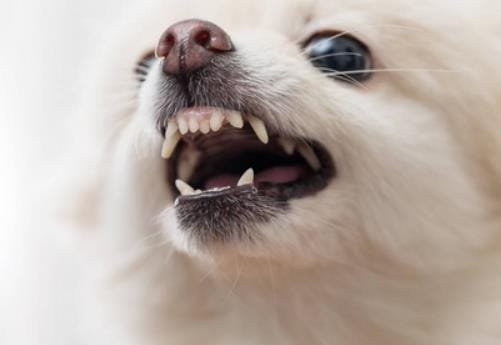 Dog Body Language: Bared Teeth