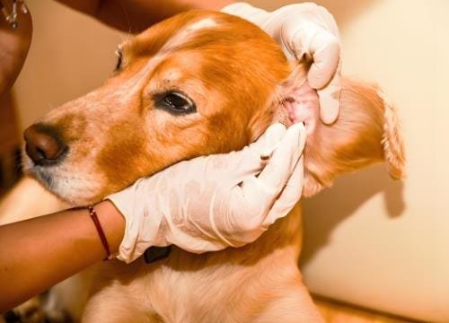 How to Clean Your Dog's Ears