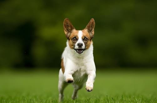 How to Teach a Dog to Come to You in Any Environment