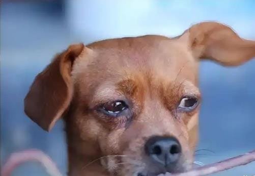 Excessive Tearing and Eye Drainage in Dogs