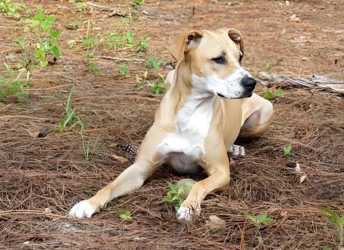Obedience Training for Dogs: 5 Easy Cues to Master