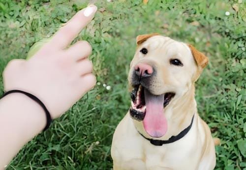 Obedience Training for Dogs: 5 Easy Cues to Master