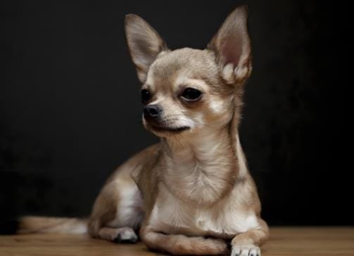 How to Potty Train a Chihuahua