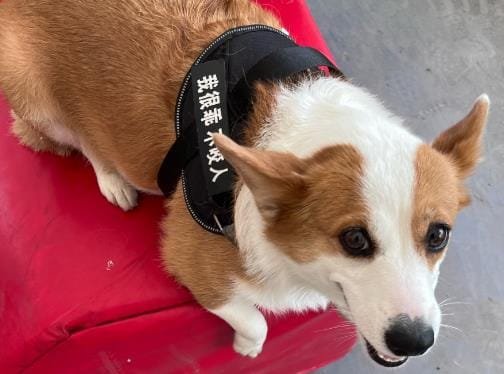 10-Step Puppy Daily Routine for a Thriving, Tail-Wagging Life