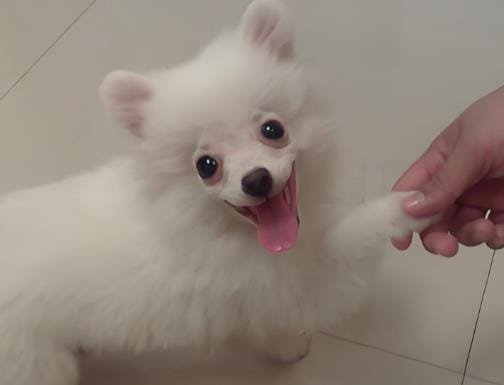 Critical Socialization Window: 8-16 Week Puppy Training Guide