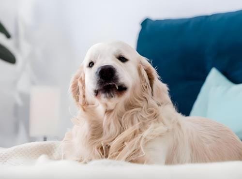 Vacuum Phobia Fix: Desensitizing Noise-Sensitive Dogs