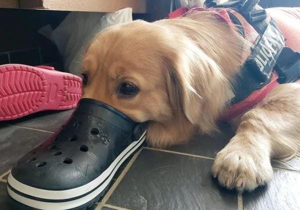 Puppy-Proofing: 25 Sneaky Home Hazards You Might Miss