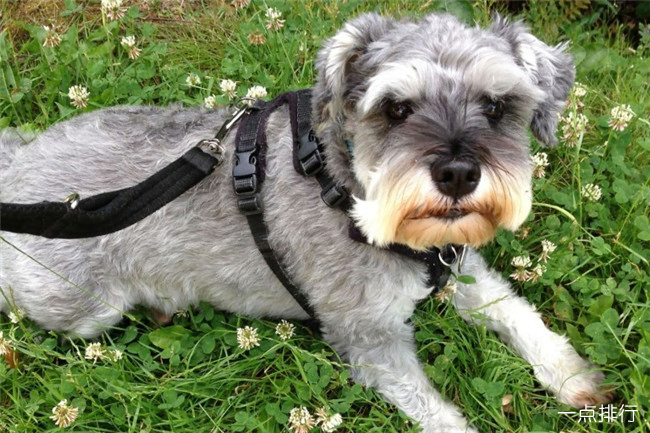 迷你雪纳瑞犬 迷你雪纳瑞犬