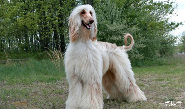 阿富汗猎犬 阿富汗猎犬