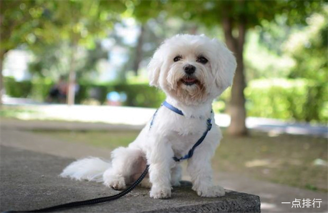 马耳他犬 马耳他犬