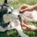 man giving medicine to a Siberian husky