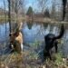 a couple of dogs playing in a pond