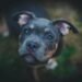 closeup photography of black American pit bull carrier puppy