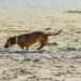 brown short coated dog on white sand during daytime