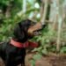 a black and brown dog standing on top of a forest